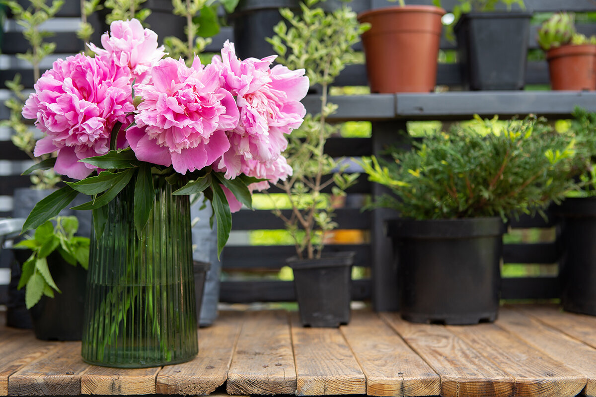 Slik dyrker du snittblomster i drivhus