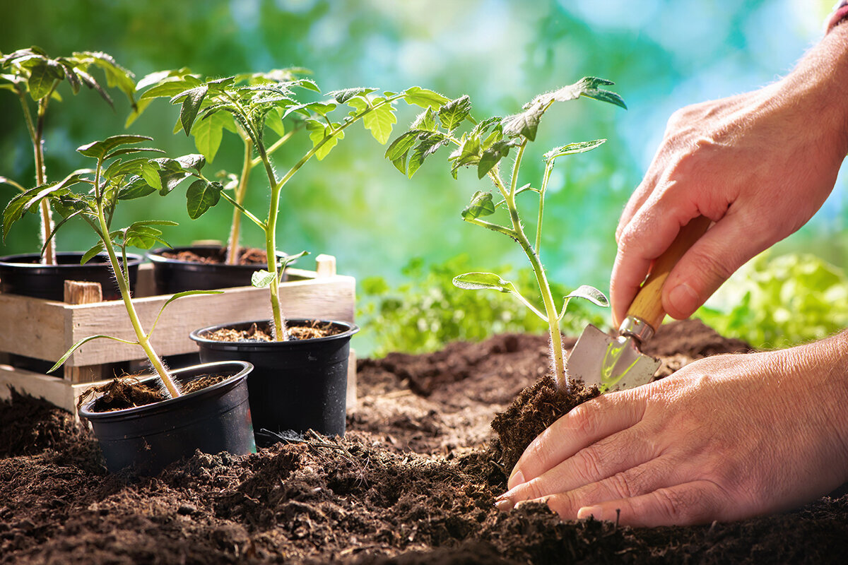 Samplanting i drivhus: Hva vokser godt sammen?