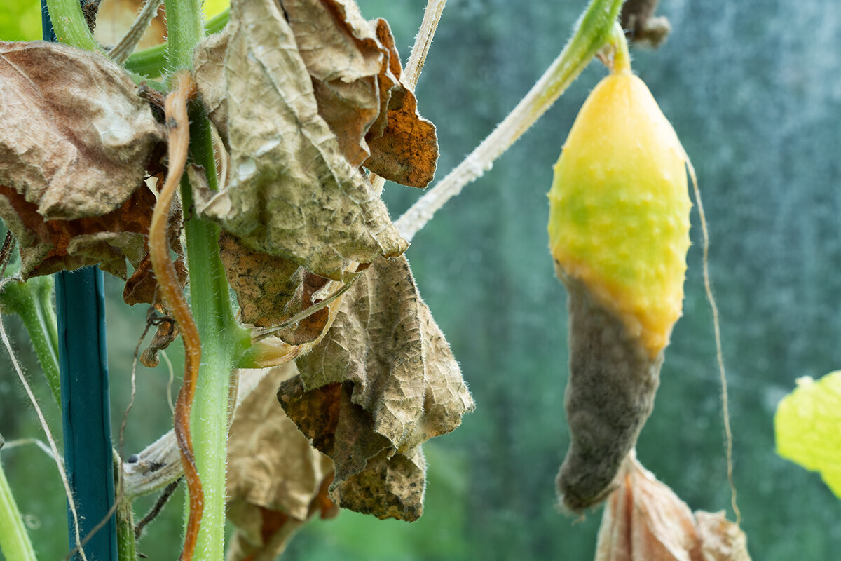 Gråskimmel i drivhus: fjern muligheten før Botrytis får feste