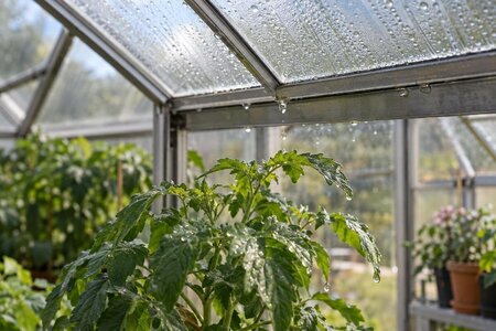 Kondensdrypp på planter: finn årsaken i drivhuset
