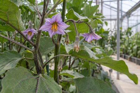 Aubergine uten frukt i drivhuset – hva bør du sjekke?