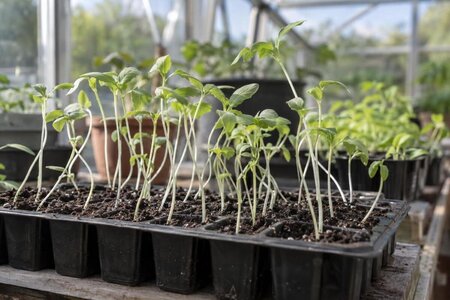 Ranglete småplanter i drivhuset – årsaker og tiltak