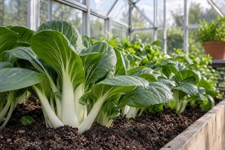 Dyrk pak choi i drivhus i kjølige perioder