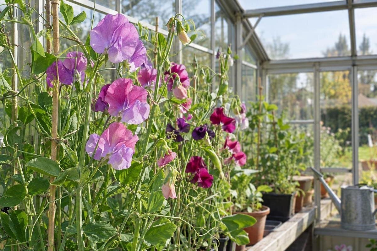 Erteblomster i drivhus: tidligere blomster til buketter