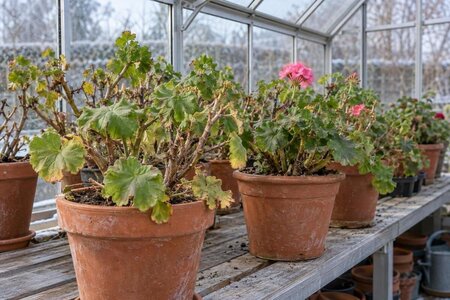 Overvintre pelargonier i drivhus: hvile eller videre vekst?