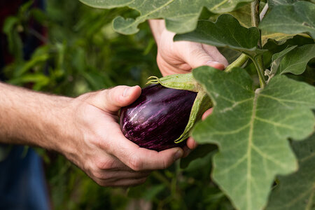 Slik dyrker du aubergine i drivhus