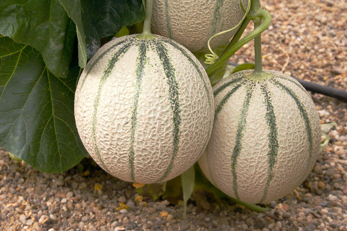 Slik dyrker du melon i et drivhus