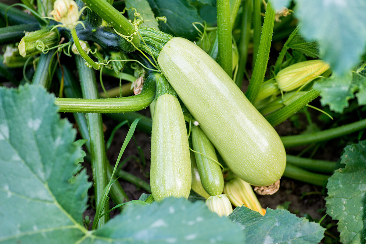 Slik dyrker du squash og zucchini i drivhus