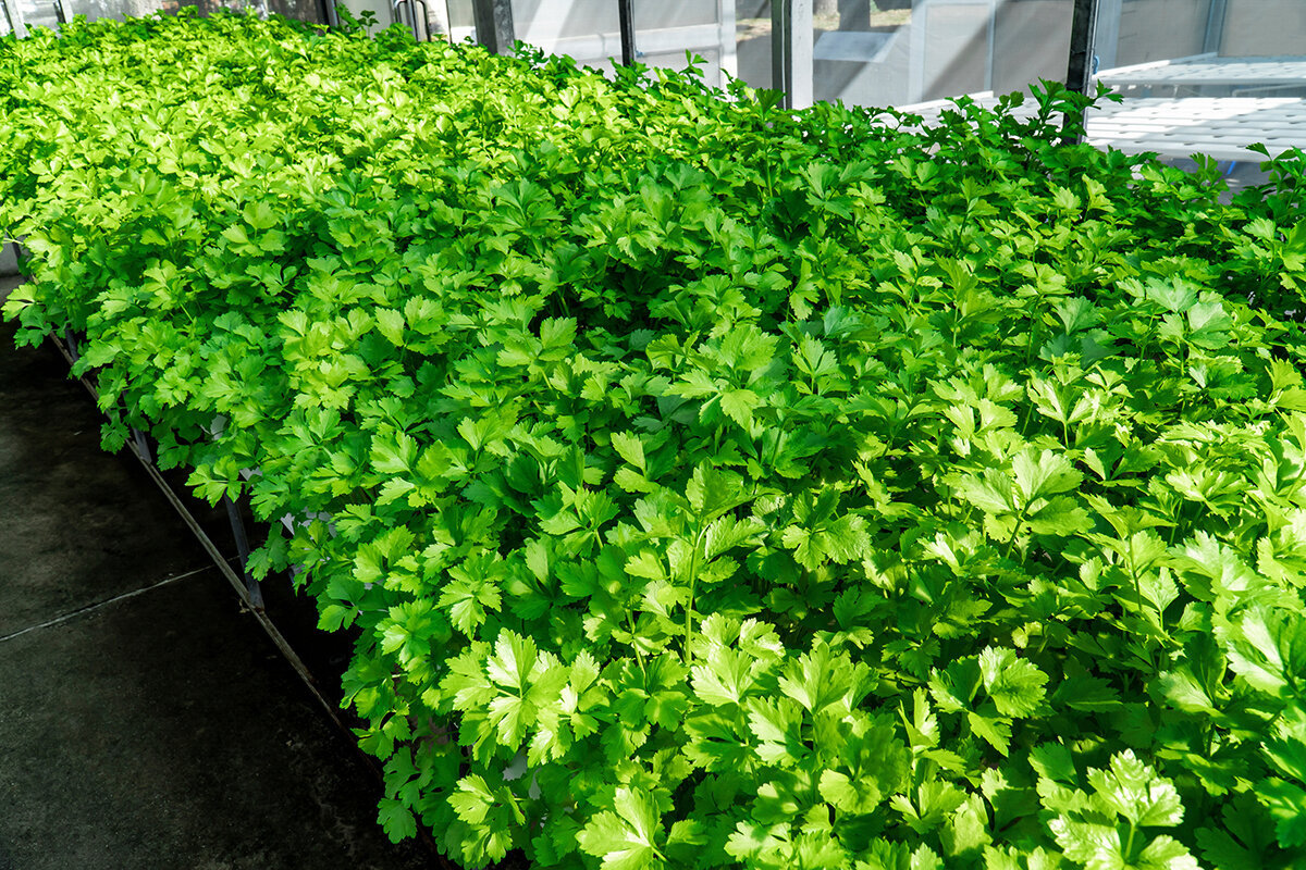 Slik dyrker du koriander / cilantro i drivhus