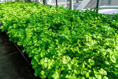 Slik dyrker du koriander / cilantro i drivhus